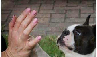 One thing all new puppy parents want to know is how to train a dog to shake hands! I think it’s one of the cutest things a dog can do, and the process is very simple! Read on for the 6 steps to teaching your dog to shake!