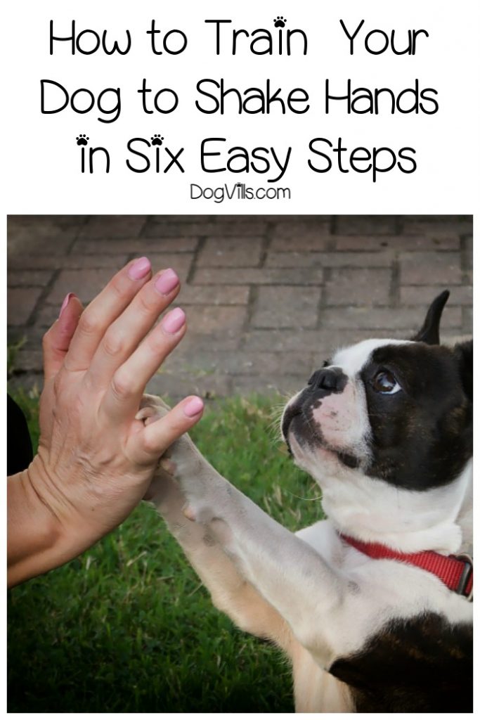 How to Train a Dog to Shake Hands in 6 Easy Steps DogVills