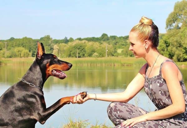 One thing all new puppy parents want to know is how to train a dog to shake hands! I think it’s one of the cutest things a dog can do, and the process is very simple! Read on for the 6 steps to teaching your dog to shake!