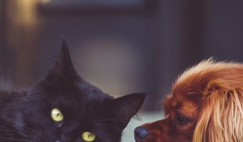 A friend asked me, “Why are dogs so faithful? Why are cats so selfish?” That sparked my curiosity, and I decided to do a little research into the topic. Find out what I learned!
