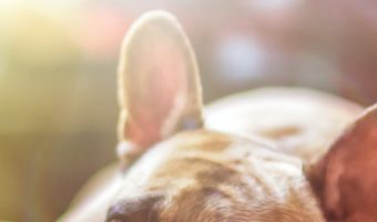 Why do dogs spin around before lying down? If you're as curious about this dog behavior as we were, read on to find out the top 5 reasons why they do it!