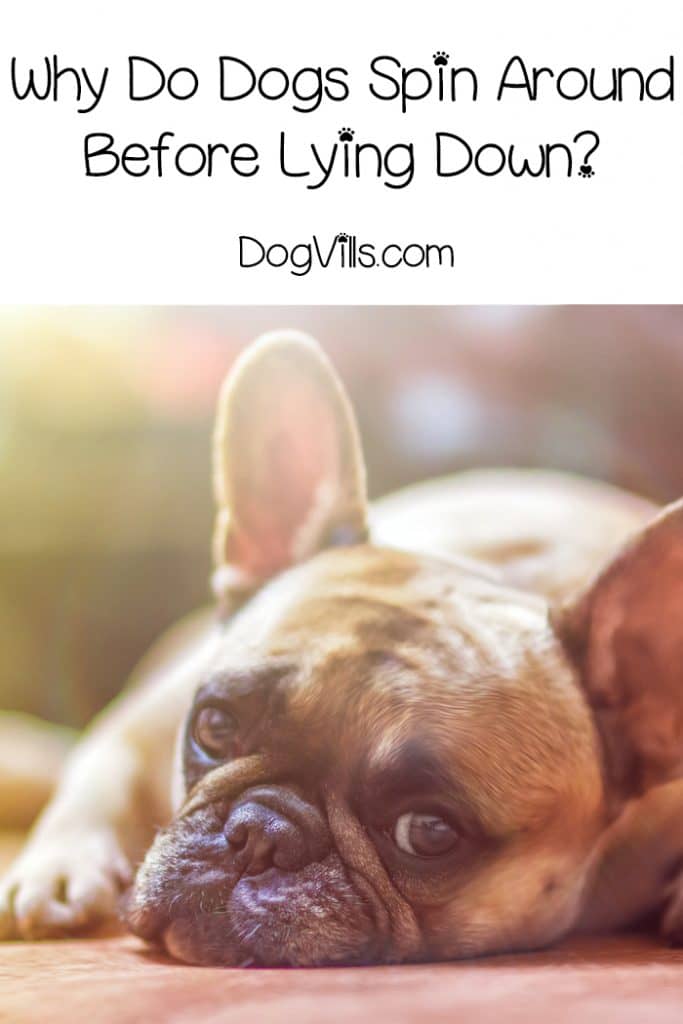 Why Do Dogs Spin Around Before Lying Down? DogVills