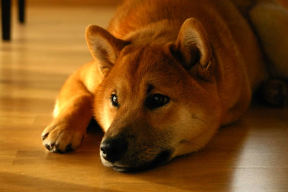 Why Do Dogs Spin Around Before Lying Down? DogVills