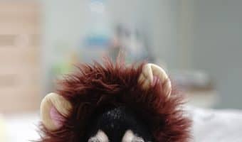 Ruff day? These cute and funny dog pictures are guaranteed to turn that frown upside! Check them out, then learn how to share your funny dog pictures with us!