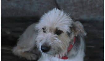 Does a dog view an abusive owner differently from a kind one? It's a difficult topic to think about, but if you're planning to rescue an abused dog, it's also an important one.