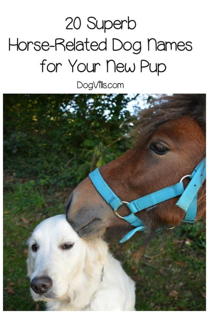20 Superb HorseRelated Dog Names for Your New Pup DogVills