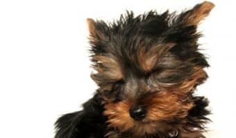Want to know how to train your pup to use pee pads? We've got you covered! First, learn the pros and cons, then find out how to get your pup to use them!