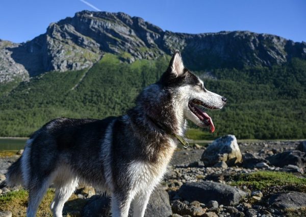Planning a mountain hike with your dog? Find out what you need to do before you hit the trails, as well as while you're hiking!