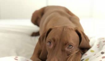 Stinky dog beds? No way! Not when you choose one of these top 11 best odor resistant dog beds for your pooch! Check them out, along with our buying guide!