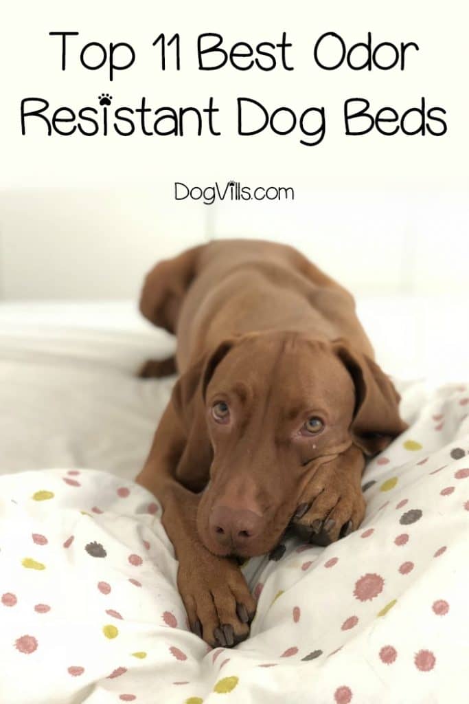 Top 11 Best Odor Resistant Dog Beds Dogvills Top 11 Best Odor Resistant Dog Beds Dogvills