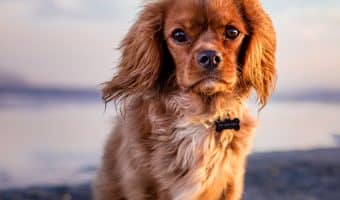 Who knew that there were SO many different types of dog bowls out there? Kind of makes finding the perfect one a bit of a challenge! Don’t worry, we’ll help! Here are the top 5 best dog bowls!