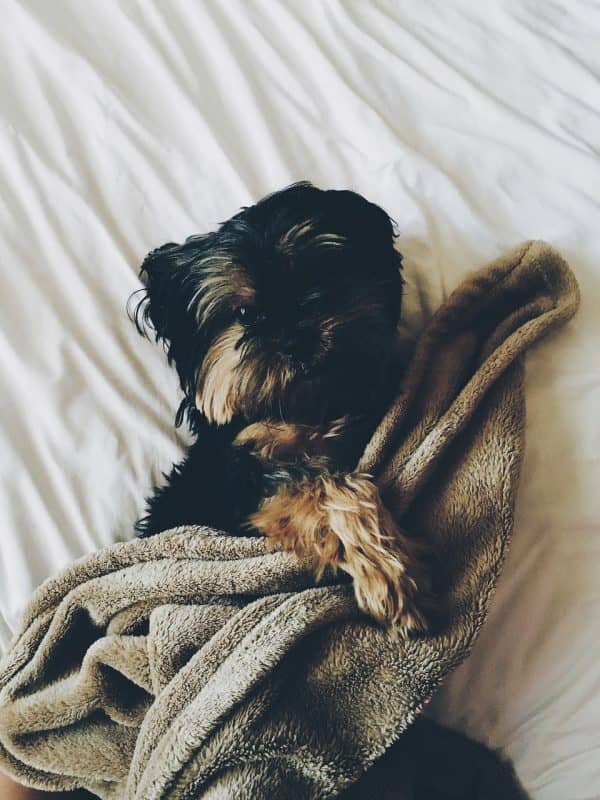 8 Warning Signs That a Dog is Dying hiding