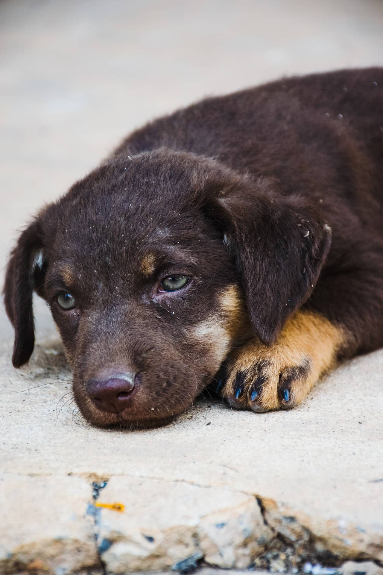 8 Warning Signs That a Dog is Dying DogVills