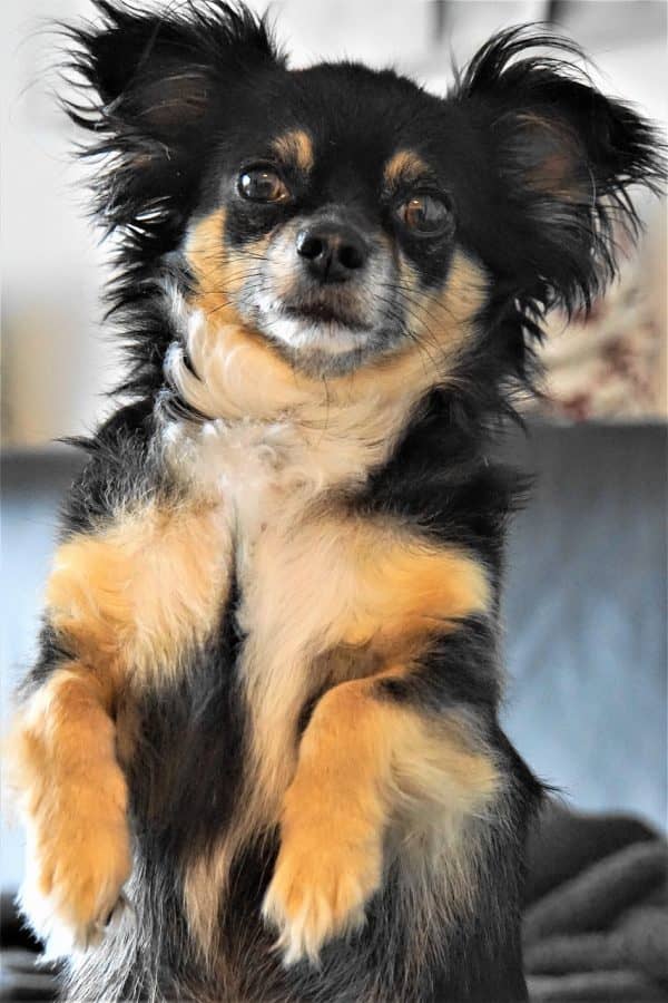 8 Warning Signs That a Dog is Dying unsteady on feet