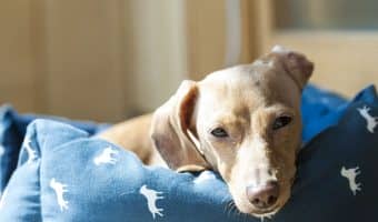If you're the owner of a senior dog who has a tough time getting comfortable, you'll want to check out one of these top 5 best dog beds for older dogs!