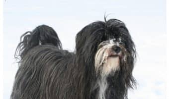 Are Tibetan Terriers hypoallergenic? It’s a question you might find yourself asking once you’ve seen this gorgeous breed! Read on to find out, plus discover all the facts about the Tibetan Terrier!
