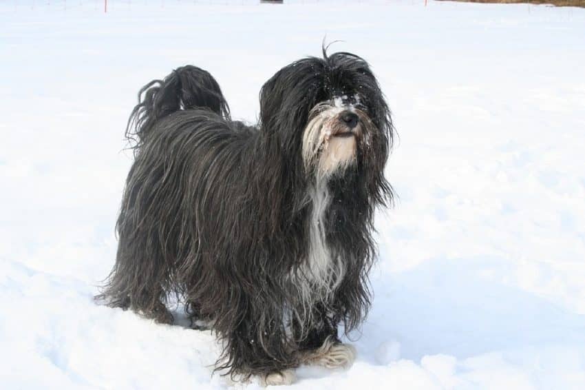 Are Tibetan Terriers hypoallergenic? It’s a question you might find yourself asking once you’ve seen this gorgeous breed! Read on to find out, plus discover all the facts about the Tibetan Terrier!