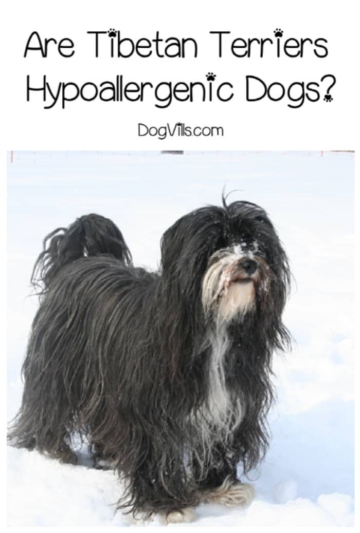 don machete cane corso