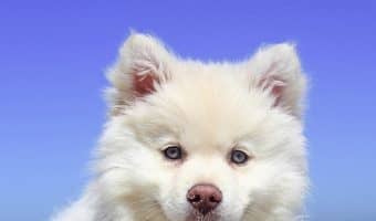 Wondering how to get a puppy to stop growling when you pick them up? This is not an uncommon complaint with pet parents. Check out the reasons why a puppy growls & some sensible solutions you can use to help curb the behavior.