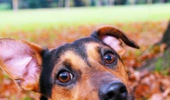 If you're looking for beautiful spiritual dog names for both make and female pups, you'll love our top 20 favorites! Check them out!