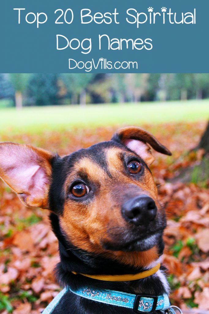 Top 20 Best Spiritual Dog Names - DogVills
