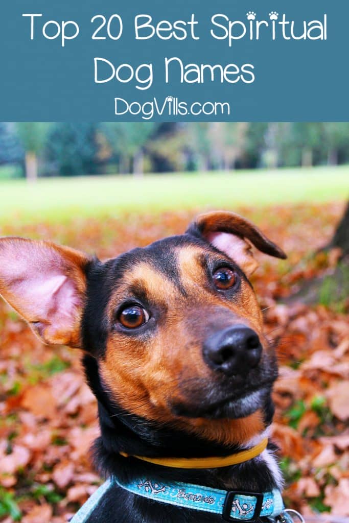 Top 20 Best Spiritual Dog Names - DogVills