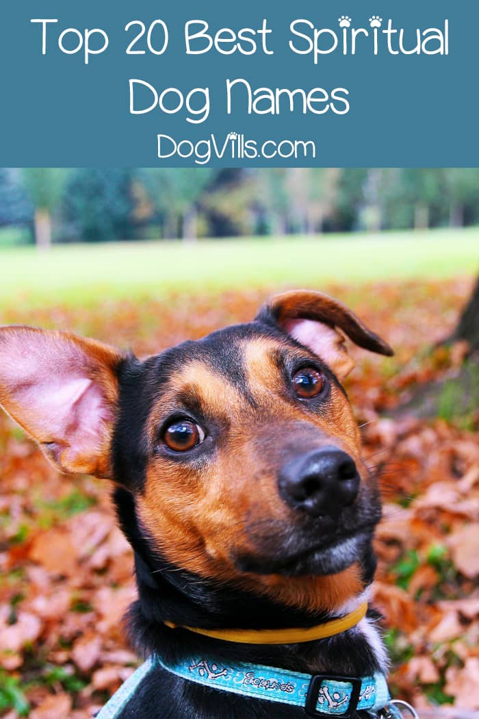 Top 20 Best Spiritual Dog Names - http://www.dogvills.com Top 20 Best Spiritual Dog Names - http://www.dogvills.com