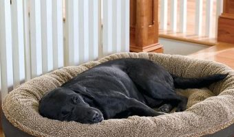 If you're looking for the best fully machine-washable dog beds, we've got you covered! Check out the pros and cons of our top 5 picks!