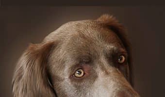 Worried that the end is near for your faithful companion? We're talking about the 8 warning signs that a dog is dying. Read on so you can be better prepared.