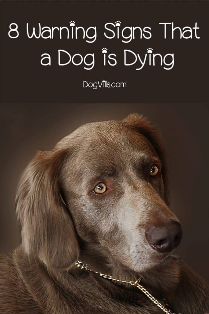 what to do when your dog is dying