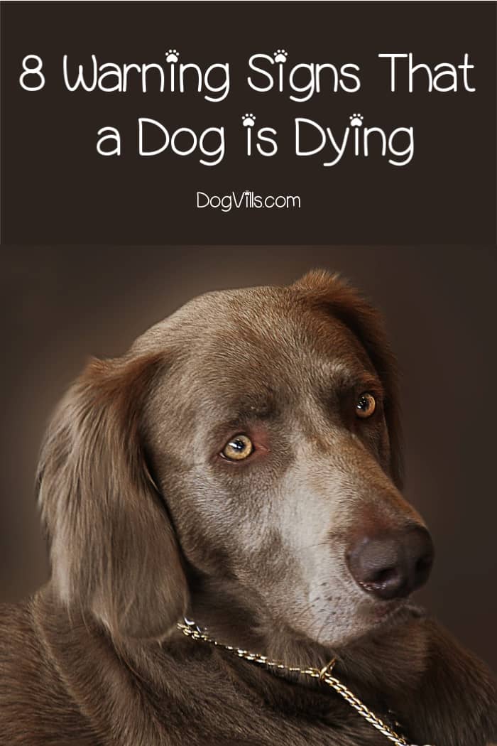 How to Know if Your Dog is Going to Die