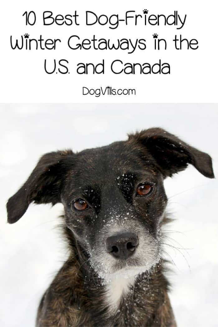 10 Best DogFriendly Winter Getaways (U.S and Canada) DogVills