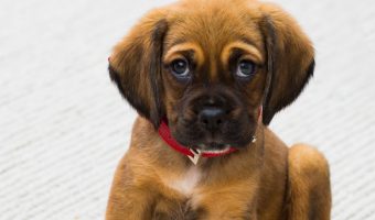 Do you look at your new puppy and wonder how long puppies grow? As much as we'd love them to stay little forever, they're not Peter Pan! Find out when you can expect your pup to stop growing.