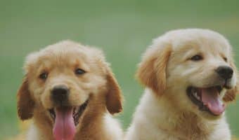 Unlike us pet parents, puppies seem to have an endless supply of energy! Need a break from your pup’s adorable antics? Check out these 6 surefire ways to tire out your puppy!