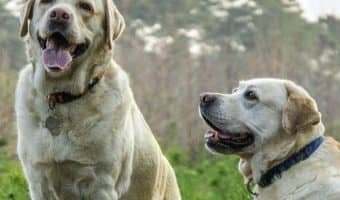 We all know that having a pet can help relieve symptoms of depression, but do some do it better than others? Read on to learn about the best dog breeds that fight depression!