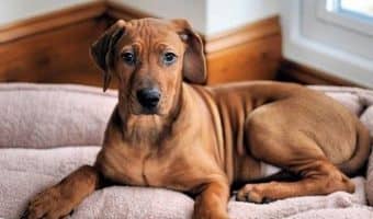 If you're looking for the best heated dog beds, you definitely need to check out our top 15 picks. They'll help your pup stay warm both indoors and outside!