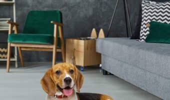 Self-warming dog mats are perfect for keeping Fido toasty in any location. Check out our picks for the best and some useful information to help you decide which one will work for you and your furry pal.