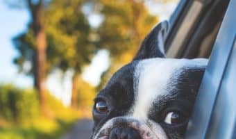 Traveling with your dog and hoping to visit a museum, but don't want to leave Fido in the car? Check out these must-visit dog-friendly museums in the US!
