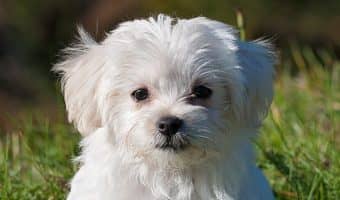 If you're looking for dogs names that mean loyal, you're in luck! We have 59 great names for male and female dogs, plus tips on picking the best name.