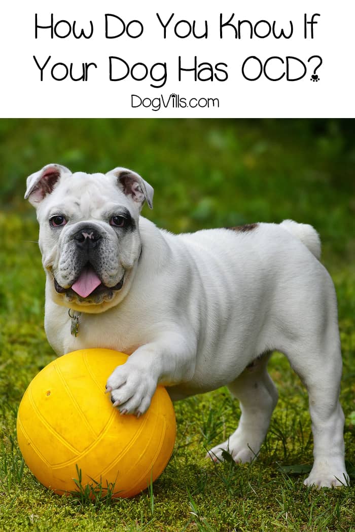 Dog OCD is Real Know the Signs & Symptoms DogVills