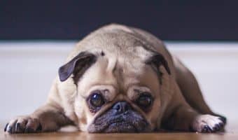 How do you punish your puppy? Short answer? You don't! Find out why punishment is a poor form of training, and what you can do instead!