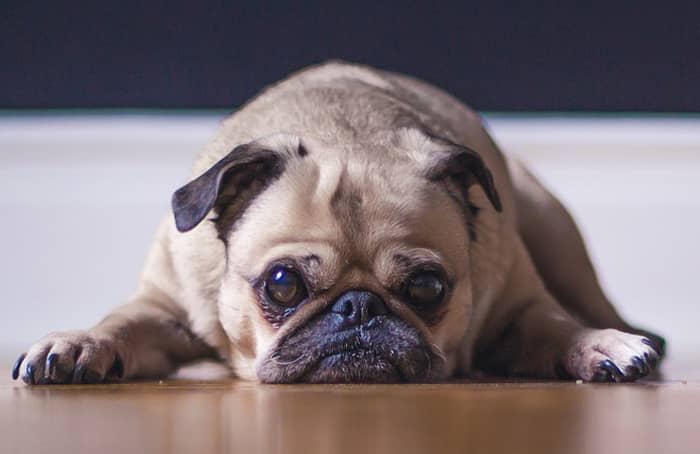 How do you punish your puppy? Short answer? You don't! Find out why punishment is a poor form of training, and what you can do instead!