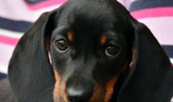 Knowing the signs of fading puppy syndrome could mean the difference between life and death for a newborn pup. Read on to find out what it is and what you can do about it.