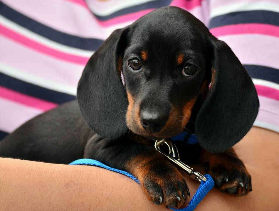 What Are The Signs Of Fading Puppy Syndrome DogVills