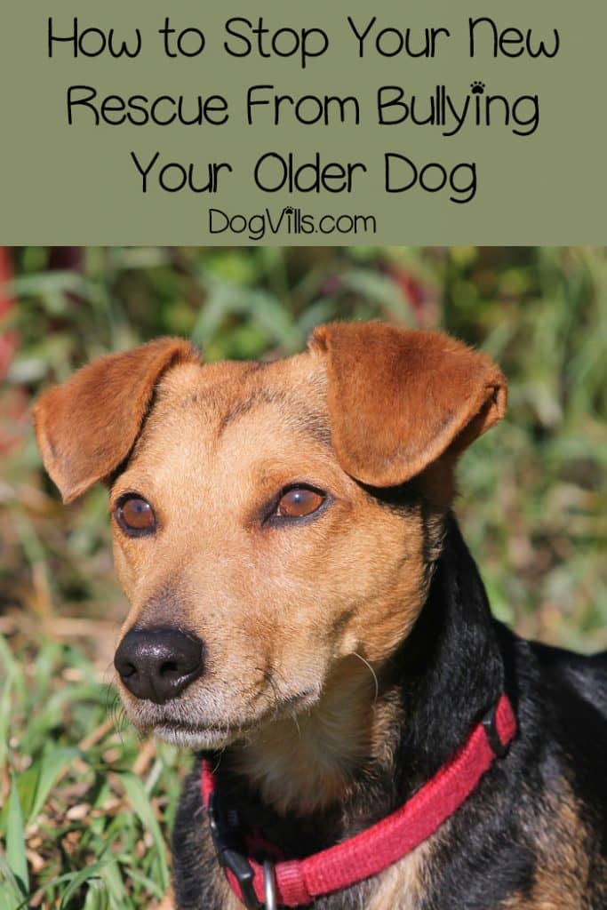 How to Stop Your Rescue Dog from Bullying Your Other Dog