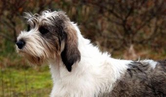 If you're looking for medium dog breeds between 20 and 40 pounds, you are SO in luck! Dozens of wonderful and popular dog breeds fall right in the mid-range! Let’s check out the top 10!