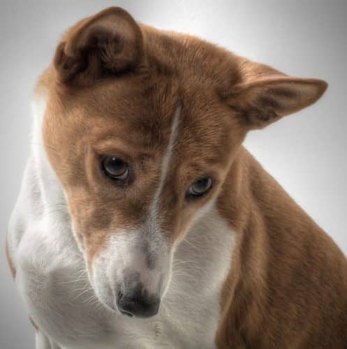 Top 16 Medium Dog Breeds Between 20 and 40 Pounds