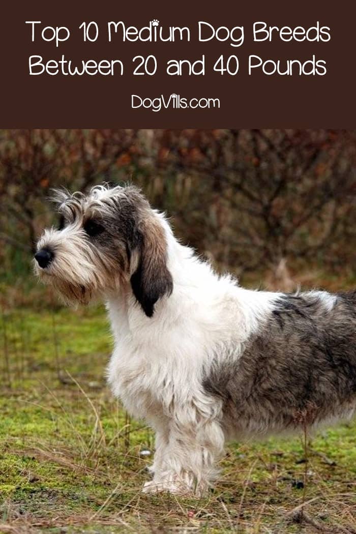 Top 10 Medium Dog Breeds Between 20 and 