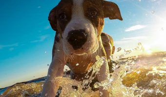 What is a water puppy? Here's a hint: it has nothing to do with this picture. If you have a pregnant dog, this is a must-read!