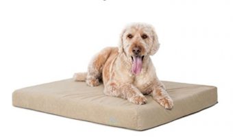 If you're searching for BuddyRest Dog Bed reviews, chances are you need something supportive for you pup! Check out our top 4 picks and the pros & cons of each!